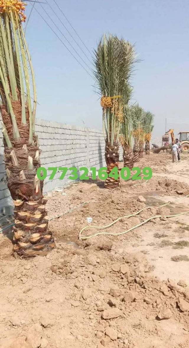 ياالله السلام عليكم
تتوفر جميع الإمايات ارتفاع من متر 
واكبر حسب الطلب اليرقب بشراء 
عنوان واسط الصويره ***********//***********
