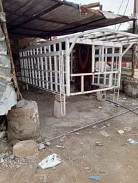 محجر مال فحل لبيع سعر 300 مكان بغداد هاتف 07721101282