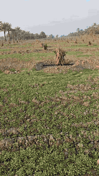 07732221848 07824094111