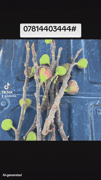 ***********# ***********#
توصيل كافه مناطق العراق
