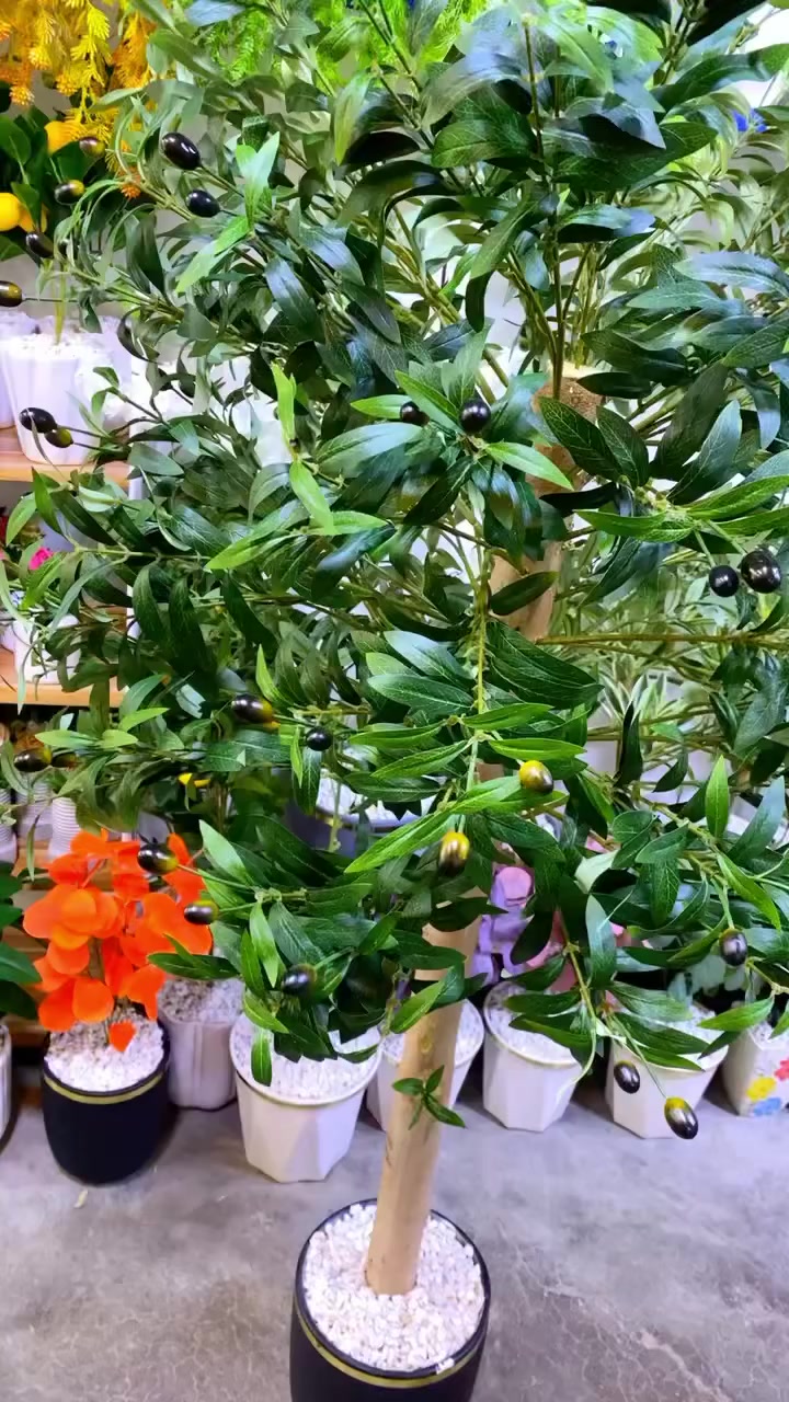 عروض وتخفيضات 🔥🔥 مستمرة زبائنة وجبة من اشجار  زيتون متوفرر داخل محل .🌺🔥

ملاحظة قاعدة سيراميك .✅✅

اسعاررر مختلفة .🔥🔥🔥🌺 

لحكوووو قبل لايخلص✅

العنوان // خانقين تولفروش امام معمل نسيج جانب دلسوز بزاز .🕰️🕰️

علمأ يتوفرر لدينا خدمة توصيل لجميع مناطق خانقين.🚗🚗


**إذا كنت صاحب هذا الإعلان وتريد حذفه لأي سبب، رجاءا أرسل رسالة إلى الدعم الفني**