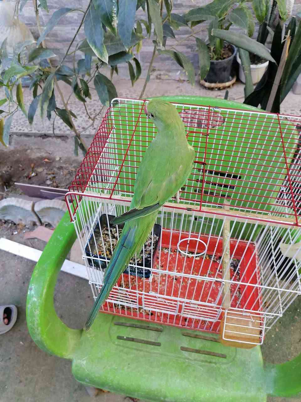 @إشارة
ببغاء درة اليف بدايت كلام
بعقوبه ***********
