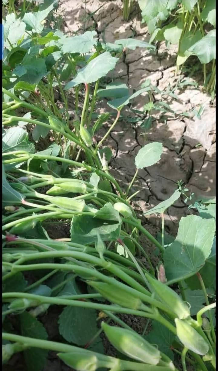 االسلام عليكم ورحمة الله بذور بانيه للبيع متعهد بياها حوي وطلاع خير من الله للتواصل اتصل ***********
