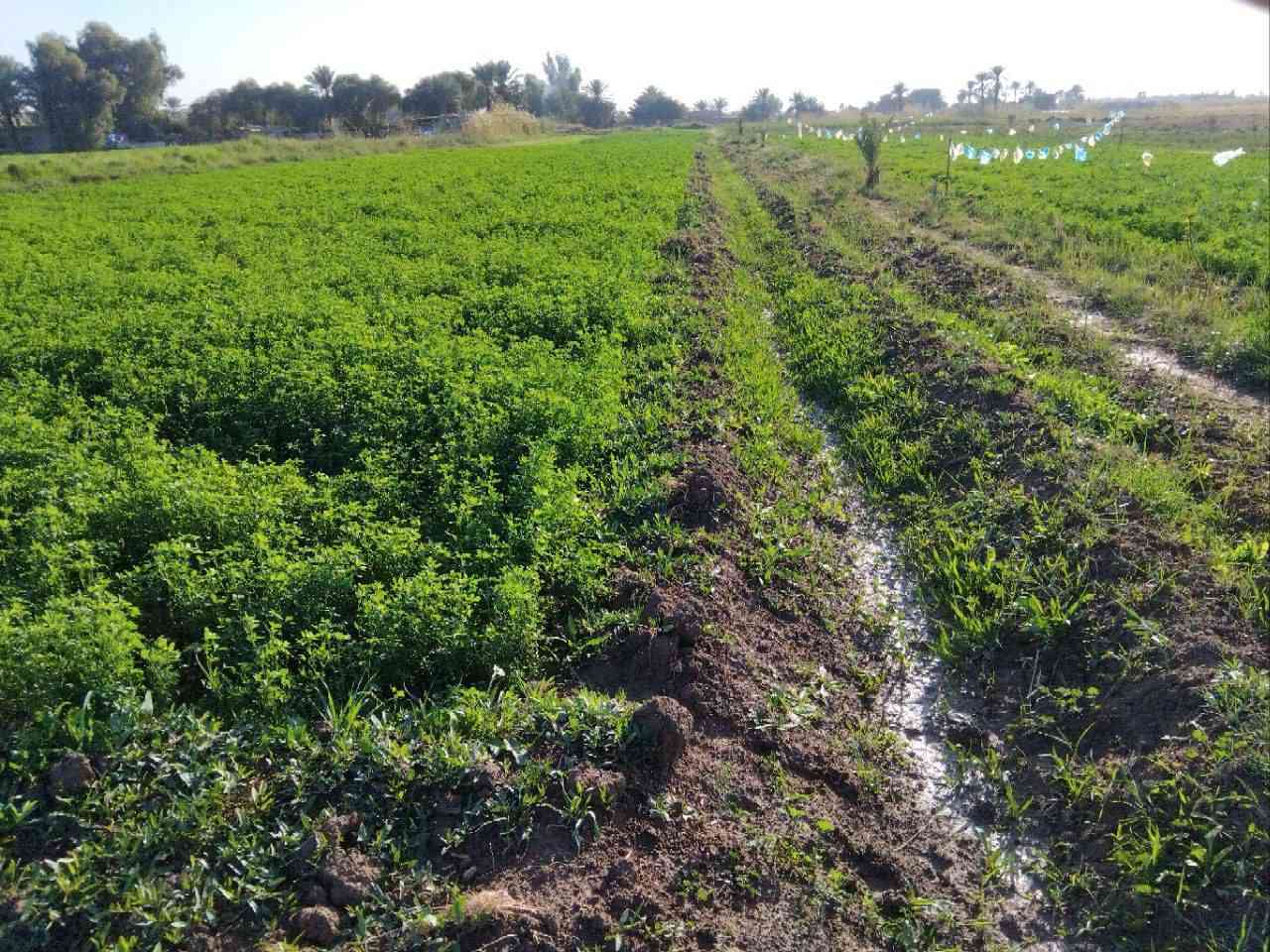 السلام عليكم توجد ارض زراعيه ٣ دوانم للبيع اليوسفية _ بئر الحمام سند ٢٥ قريبه عن الناحية ٥ دقايق مي وكهرباء وقريبه عله التبليط ومشجره ومزروعه كلها جت ونخل واروائي مي بيها واساله  الوجه ٣٠ نزال ٢٥٠ متر
السعر ٧٥ وبيه مجال
التواصل عله الرقم ***********
