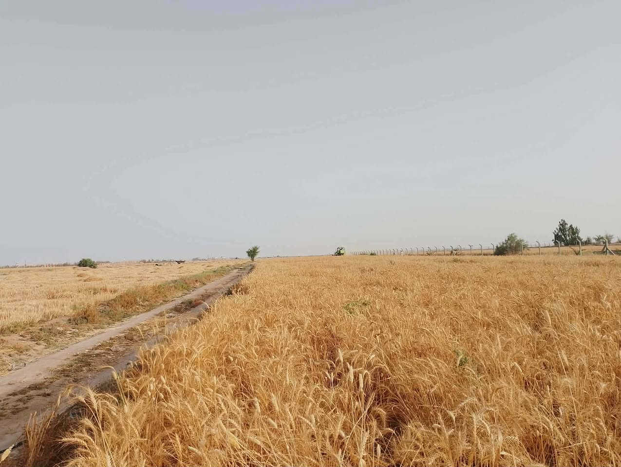 عشره دونم بشارع الديوك تبعد عن طريق كربلاء نجف كيلو ونص جهة النجف فيها غطاس محولة كهرباء خاصه بيت بلوك كذلك محل تجاري على الشارع عقد 35 المزرعه متكامله من كل شي فيها 44 نخله قسم يحمل وقسم بعده فقط شراي يراسل على الخاص


**إذا كنت صاحب هذا الإعلان وتريد حذفه لأي سبب، رجاءا أرسل رسالة إلى الدعم الفني**