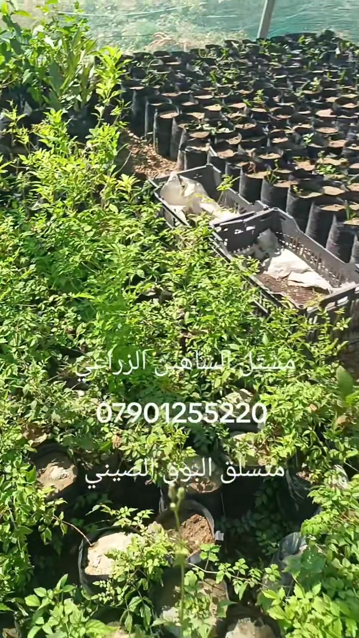 إ

🌿✨ متوفر الآن في المشتل: شتلات متسلق البوق الصيني ✨🌿

إذا كنت تبحث عن متسلق سريع النمو يمنح حديقتك منظراً رائعاً، فإن متسلق البوق الصيني هو الخيار المثالي.

🌸 يتميز بـ:
✅ أزهار بوقية كبيرة وجذابة بألوان زاهية.
✅ نمو قوي وسريع لتغطية الأسوار والبرجولات والجدران.
✅ يتحمل حرارة الصيف في العراق بعد استقرار الشتلة.
✅ يضفي لمسة جمالية مميزة طوال موسم الإزهار.

🌱 جميع الشتلات مزروعة بعناية وتحت إشراف هندسي، ومهيأة للنمو في الظروف المحلية.

📍 الكمية محدودة، والحجز حسب أسبقية الطلب.

📩 للاستفسار والحجز، راسلنا عبر الصفحة أو على الواتساب.

🌿 ازرع الجمال... واجعل حديقتك تنبض بالحياة.


**إذا كنت صاحب هذا الإعلان وتريد حذفه لأي سبب، رجاءا أرسل رسالة إلى الدعم الفني**