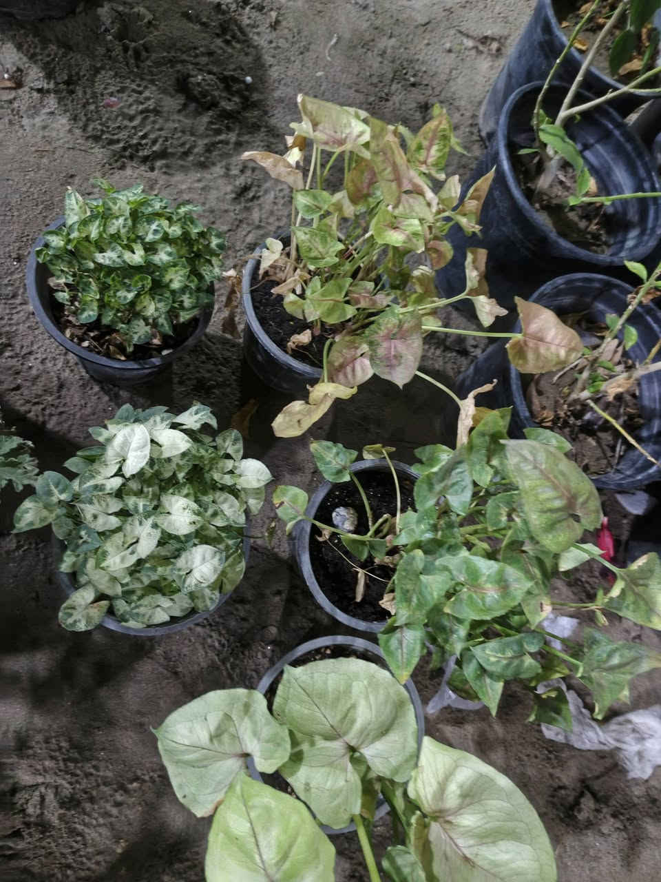 يتوفر أنواع الورد والشتلات يتوفر توصيل داخل الحسينية الف دينار عنواني بظهر سوك الصغير مقابيل فرع الباله


**إذا كنت صاحب هذا الإعلان وتريد حذفه لأي سبب، رجاءا أرسل رسالة إلى الدعم الفني**