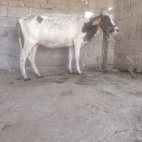 حلال • شهرين • سديرة سفلى