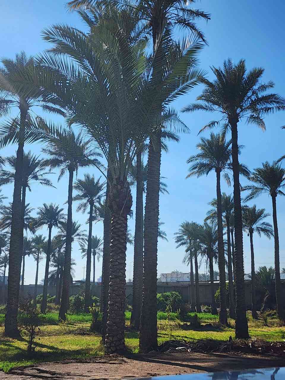 الله شاهد يا اخوني ونصيحة دين اني محاط شي بجيبي 
دوانم جدا جميله ومنطقة سكنيه وزراعيه ✅
سعر الدونم الواحد من 7 ملايين الى 15 مليون
طابو زراعي سند 25 فتح بيان مباشر بأسمك
والعنوان يصير مقابيل مدينة سبع البور تاجي
منطقة الشيخ عامر بلعيساويه عبور جسر الرعود الجسر
الثاني يعني الي اسعارهه من 7 الى 15 موقعهه من خلف السور الى قبل السور يصيرن قرب البفهد على 15 والاسعارهن 7 خلف السور عيساويه كلشي متوفر حسب الموقع مال ترض تواصل واتساب ***********
موجود قبل السور ومتوفر خلف السور وكلهن جاهزاوبيهن مستقبل اولا حلقي ثانيا مجمعات سكنيه بلشم بيهه***********
