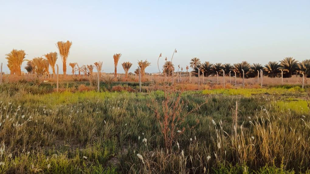 ◽ نصف دونم للبيع في كربلاء
المساحه الف وميتين متر 1200 

 في كربلاء المقدسة، على جهة باب طويريج، قرب قناة كربلاء  يبعد عن الشارع الرئيسي قريب على مدينة الزائرين .
 (واجهة 23 ونصف متر)
الملكية: طابو 25 – تحويل سهم مباشر للمشتري
يحتوي على ، كرفان، بئر ماء مع غطاس
توفر الخدمات بالكامل (كهرباء، ماء، ومولد قريب)
 محاط بـ BRC ومثبت الحدود
 قريب من منطقة سكنية

• الاستخدامات الممكنة:
 بناء فيلا أو دار سكنية
أو دار لاستقبال زوار الإمام الحسين (ع)
أو أي إستثمار اخر

السعر 65 مليون وبيهه مجال قليل

 للاستفسار الاتصال على الرقمين:
 ***********
***********
