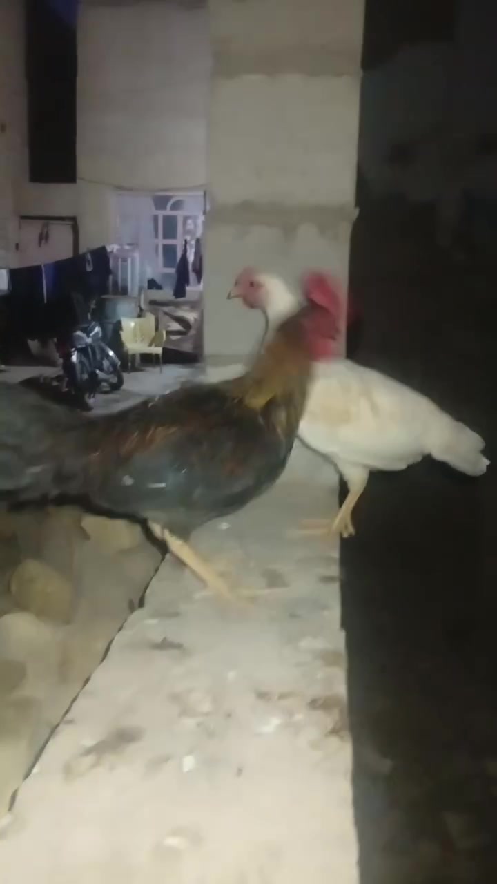 للبيع متواجد خاص


**إذا كنت صاحب هذا الإعلان وتريد حذفه لأي سبب، رجاءا أرسل رسالة إلى الدعم الفني**