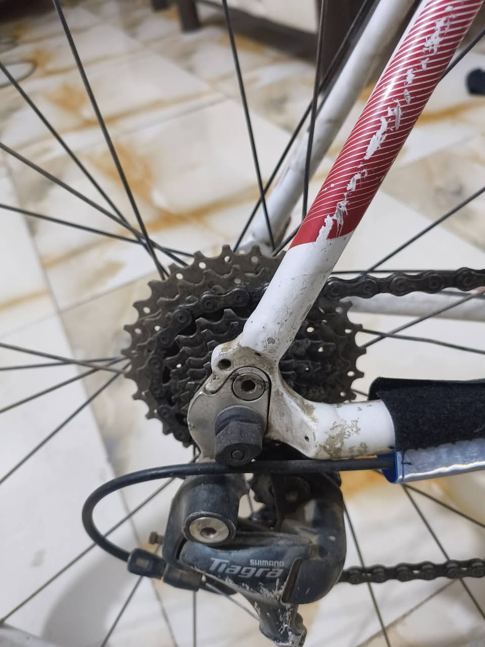 بايسكل سباق racing bicycle
بايسكل سباق من شركة SCOTT العالمية .

مع گيرين امامي وخلفي الامامي نمرتين والخلفي 9 نمر ف يصير سباق ويصير جبلي .

البايسكل كامل من الالمنيوم آلوي واجزاء من الكاربون فايبر فيكون جدا خفيف حوالي ال 3 كيلو (ينشال بتك ايد) لزيادة السرعة وسهولة التنقل . 

سعر الجديد مالته اكثر من الف دولار حسب الاصدار واني ابيعه ب 500 الف لان بيه فطر ولحمته لحيم اوكسجين .


**إذا كنت صاحب هذا الإعلان وتريد حذفه لأي سبب، رجاءا أرسل رسالة إلى الدعم الفني**