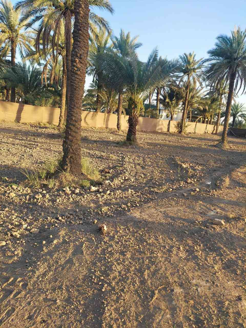 مزرعه للبيع مساحته دونم طابو زراعي سند٢٥
صالحه للزراعه والسكن بيه نخل حمال زهدي وخستاوي مزروعه كل موسم مظروبه بي آر سي بيه ماء اساله ماء سقي كهرباء بيه عنوان حله ورديه خارج قرب مطعم الرضوان الاتصال 
على رقم الهاتف 

***********
