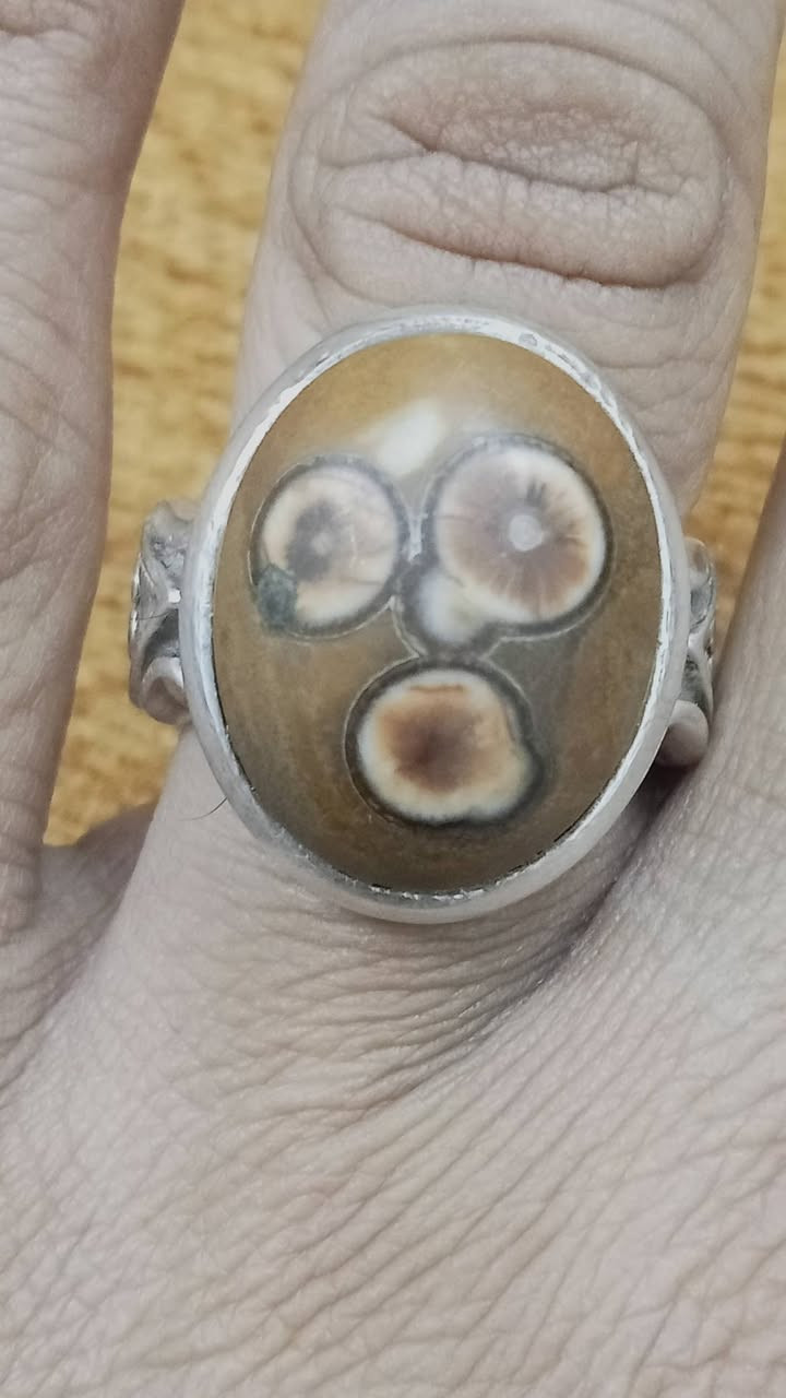 داودي مصور للبيع السعر خاص


**إذا كنت صاحب هذا الإعلان وتريد حذفه لأي سبب، رجاءا أرسل رسالة إلى الدعم الفني**