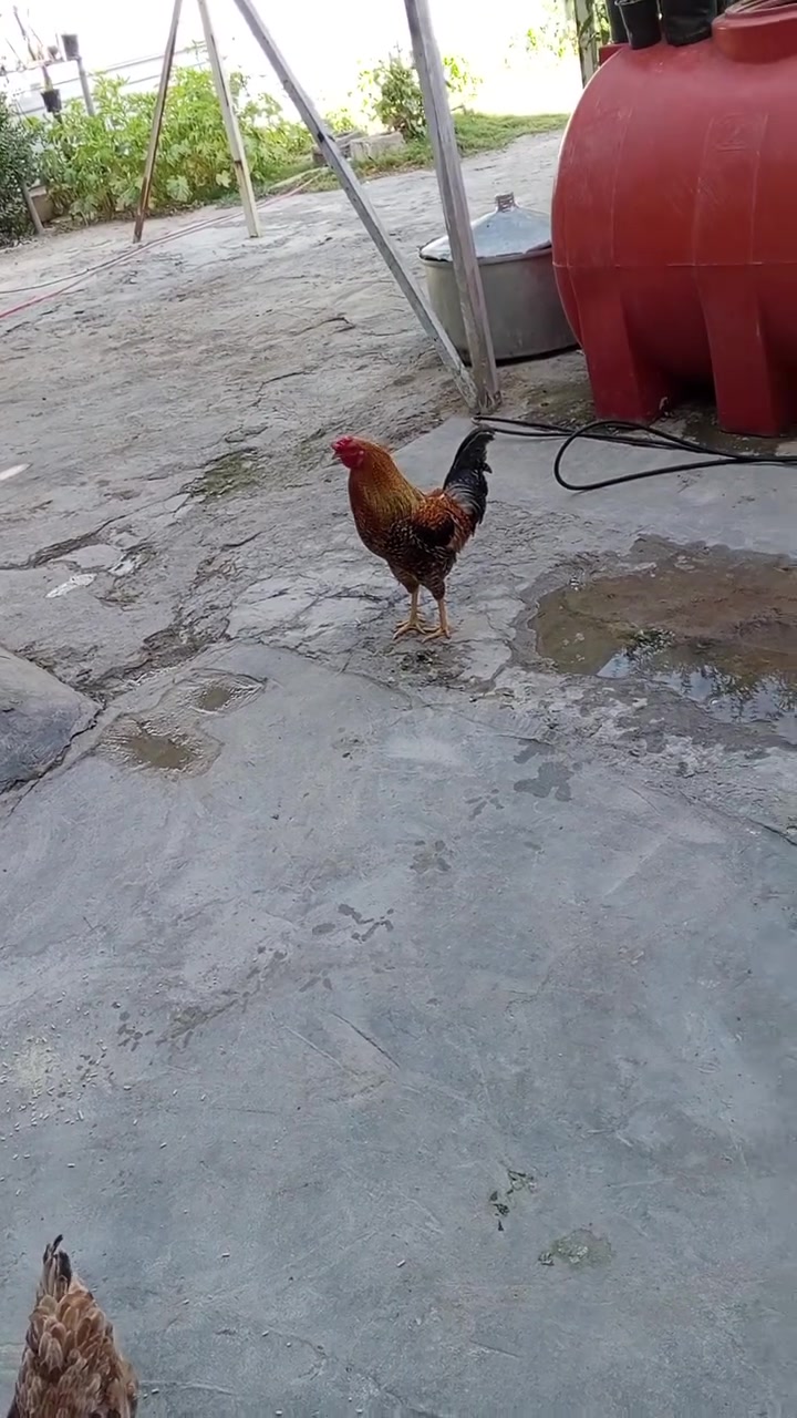 ديج عرب للبيع سعره 25 بي مجال


**إذا كنت صاحب هذا الإعلان وتريد حذفه لأي سبب، رجاءا أرسل رسالة إلى الدعم الفني**