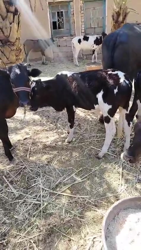 سلام عليكم حلال البيع عجوال بجار حلال مال بيت متروس الحم مكان البصرة قضاء الدير النشوه ***********
