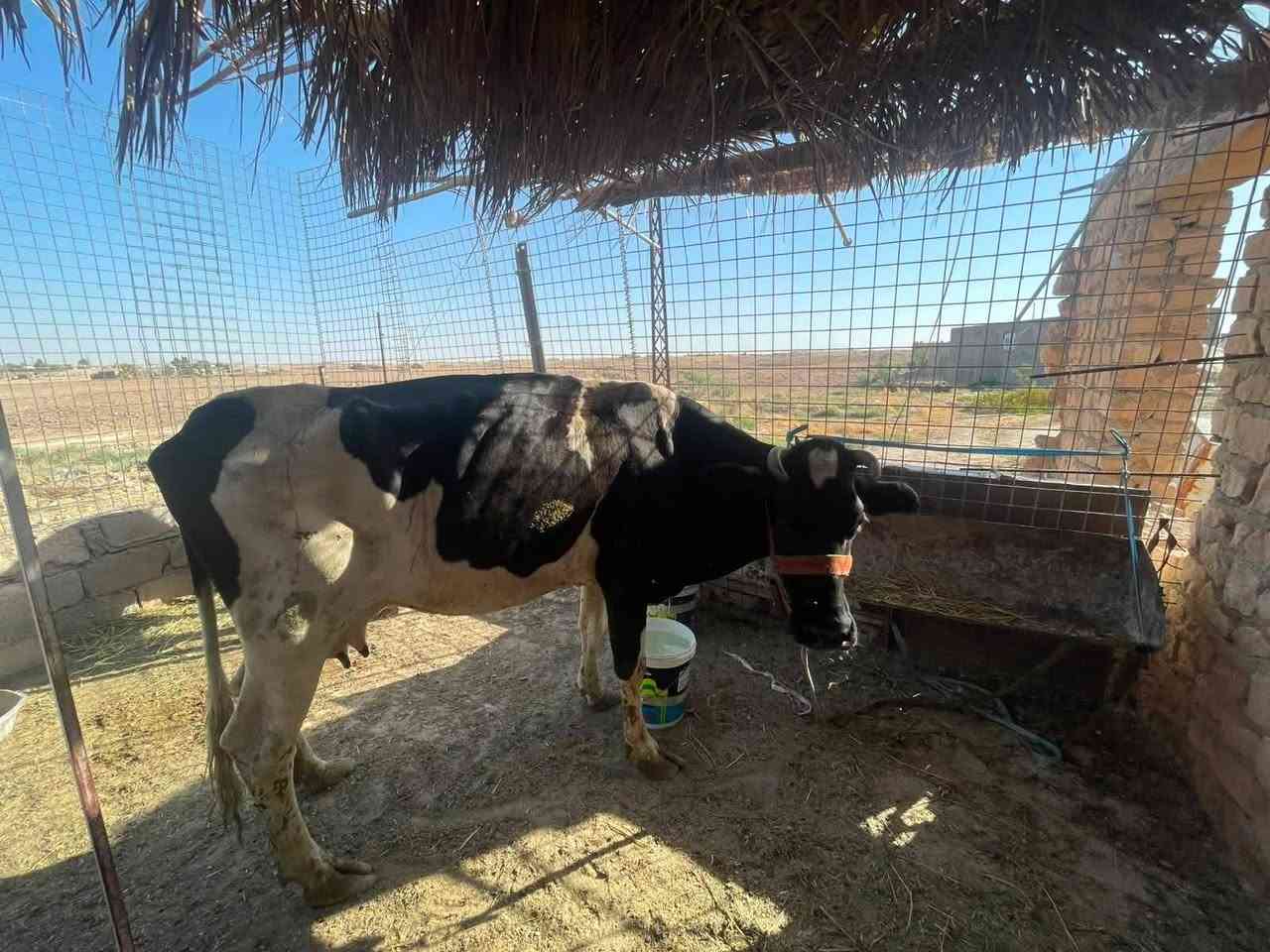 يوجد لدينا هوايش للبيع عدد اثنين *********** المكان عانه الانبار
