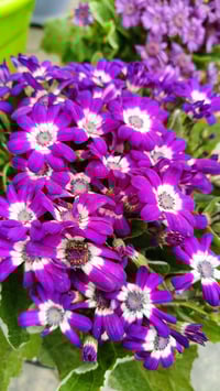 مشتل واسط • نباتات خارجيه • توصيل الكوت