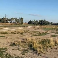 ام الكرفس شارع ٦٠ • ١٠٠م • طابو زراعي