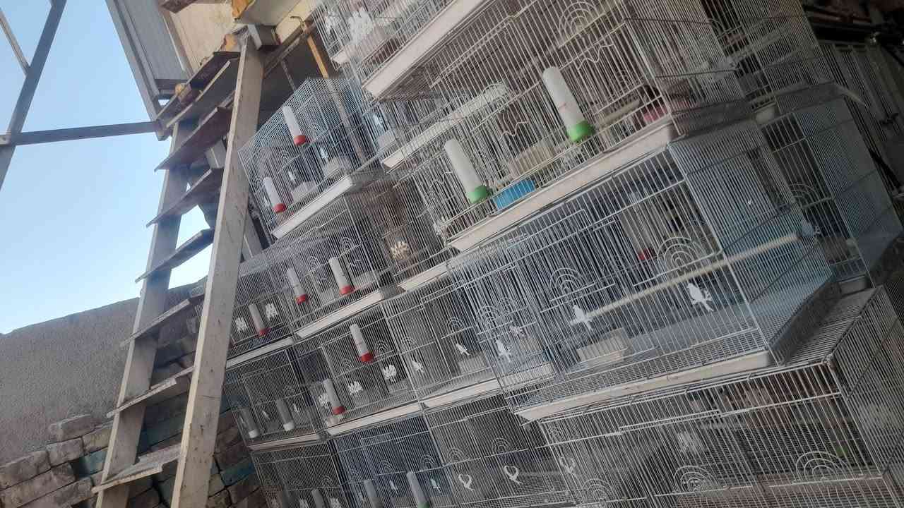 متاح قفاص ابو الطير الحديد القوي العدد ٦٠ المكان بغداد الخطيب الستفسار  ***********
