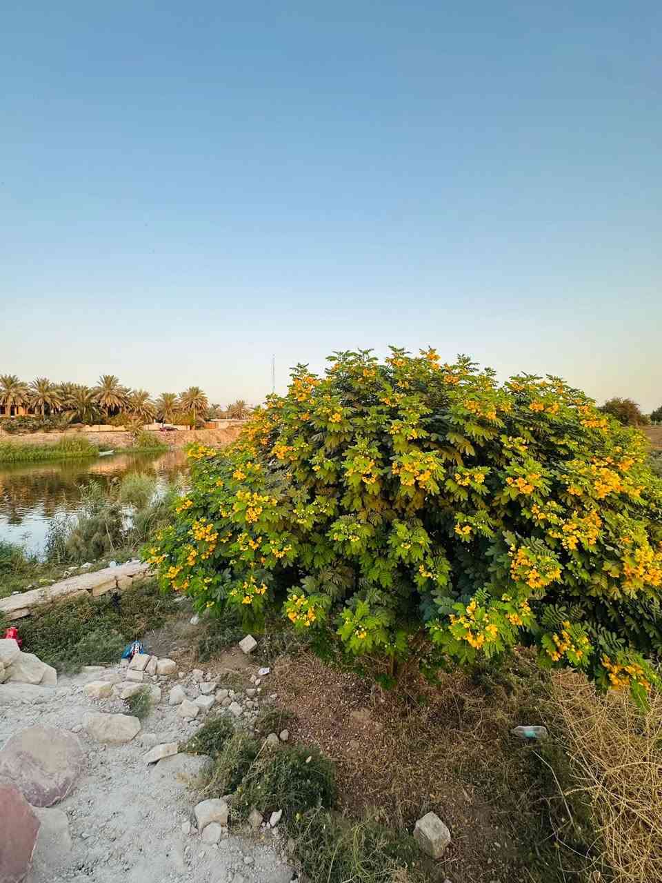 السلام عليكم 
4 دوانم للبيع مع شاطيه 
وجهه 40 
تصلح - سكن - مزرعه - مخزن - منتجع
خدمات - 
ماء اساله - كهرباء - ماء سقي  - شارع 10م تبليط 

الموقع 📍 
طريق حله ديوانيه - شط منطقة المعيميره 

للاسـتـسفار عـن اي عقار يتم نشره  مراسلة الصفحه او الاتصال على 
   ⁠***********    ***********
