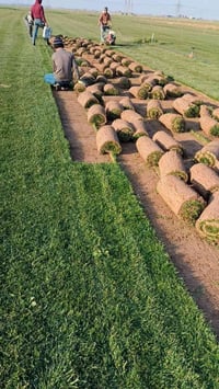 مزارع ديالى الأولى • ثيل • توصيل