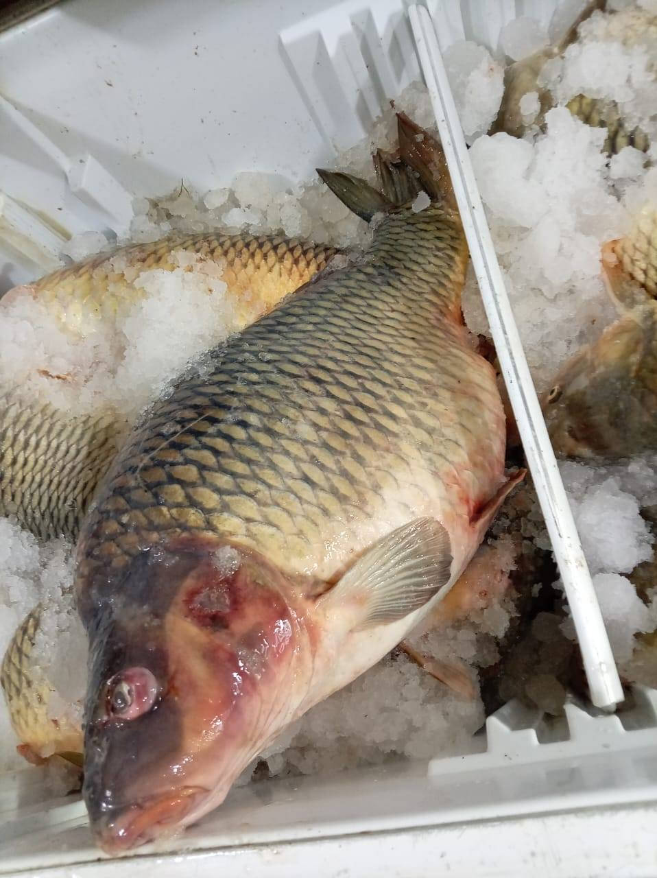 بسم الله الرحمن الرحيم يوجد لدينا سمج بحيره ثرثار لسعر كليو 4500 وسط ويوجد لدينا سمج بحيره ثرثار خشن لسعر 4000 دينار يوجد لدينا غريبه 4500 ويوجد لدينا تنظيف وتقطيع مجاني ويوجد لدينا خدمة توصيل العنوان حديثه سوق حقلانيه للستفسار الاتصال على الرقم الهاتف رجاءاً ***********
