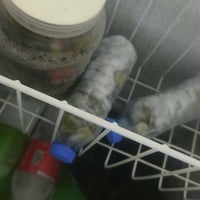 مجمدة • ١٦قدم • شرط التجميد