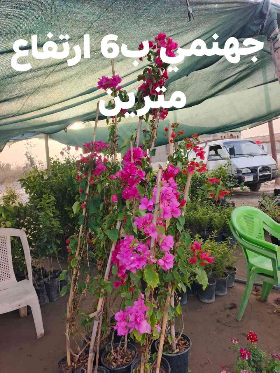 السلام عليكم 
توفر من جديد زرع ضلي وخارجي 
سنادين بلاستك وفرفوري ودوارق عصا موسى واكسسوارات زرع واسمده حيوانيه وبتموس وضليات  
توصيل متوفر 
حجز خاص


**إذا كنت صاحب هذا الإعلان وتريد حذفه لأي سبب، رجاءا أرسل رسالة إلى الدعم الفني**