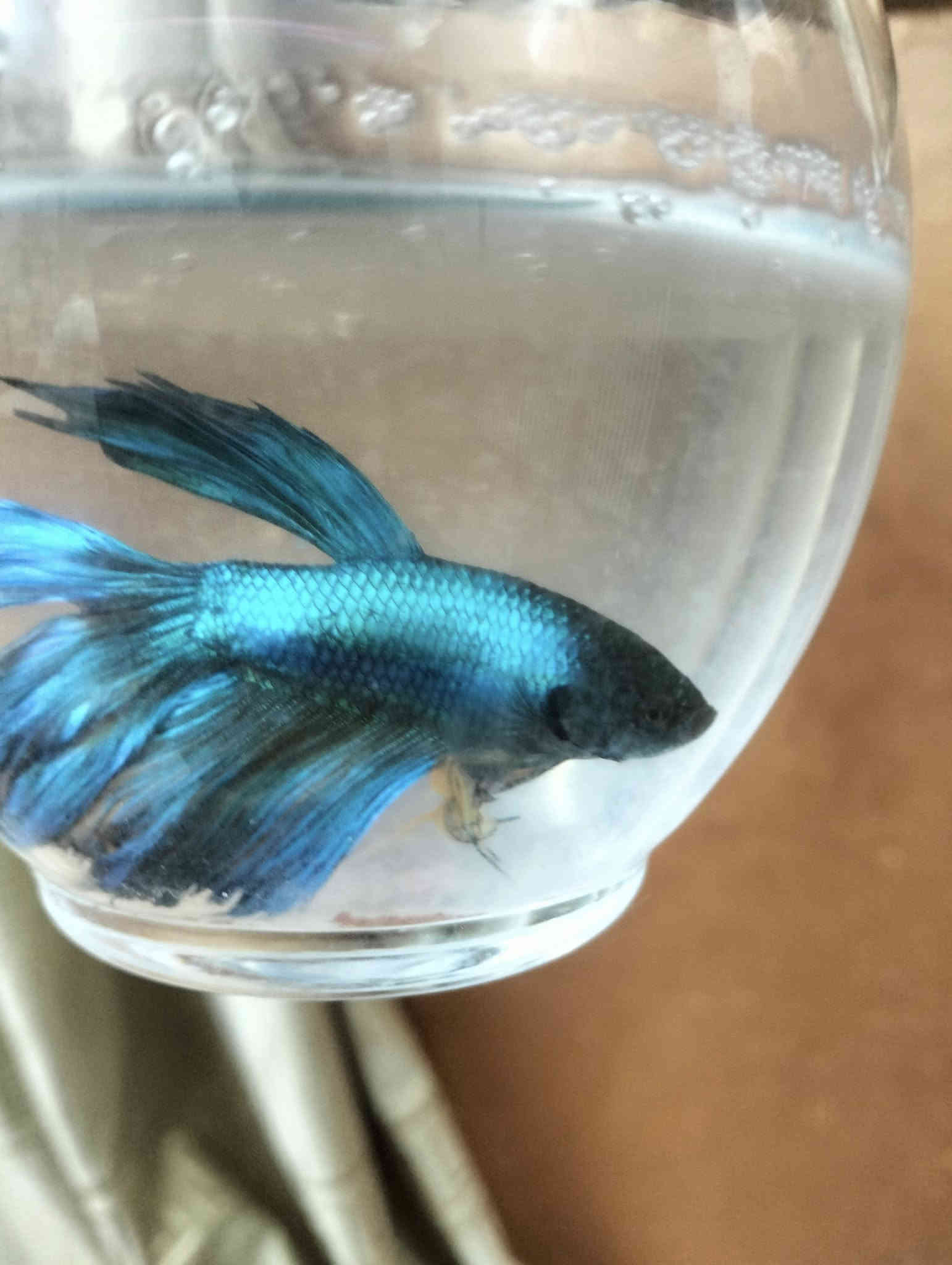 اسماك الفايتر سمكه مع دورق صغير مع احجار ضوئيه مع علف السمكه كيس ب5 الف مكاني الحرية توصيل داخل الحرية مجانآ والمناطق المجاورة توصيل 3الف وات ساب ***********
