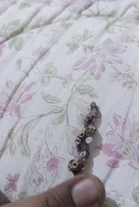 عرج السواحل • عرج الرفش • نثية للتزاوج