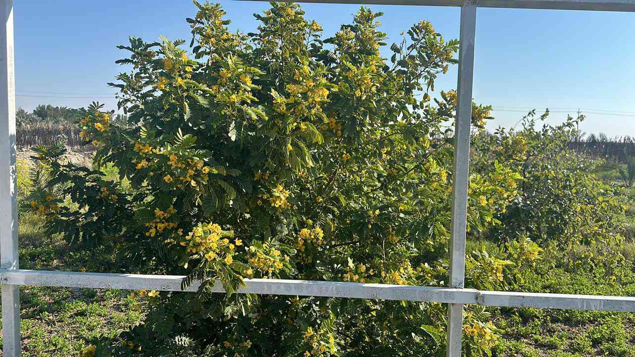 13 دونم  بستان 
 السعر 50 مليون الدونم 
الواحد جنس العقار طابو زراعي مفوض ابسم عراقي العنوان البصره كتيبان
*********** البصرة, العراق
