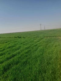 البسروكيه كوت • ٢٠دونم • ارض زراعيه قانون ٣٥