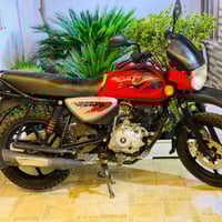 بوكسر • جبلي • أوراق اصلية