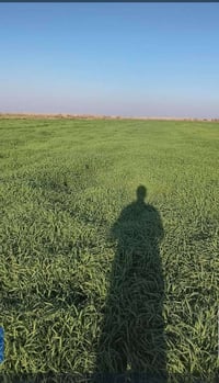 جاير دغل وبرسيم 18 دونم  قطاع 1؟ الاتصال 07709451350