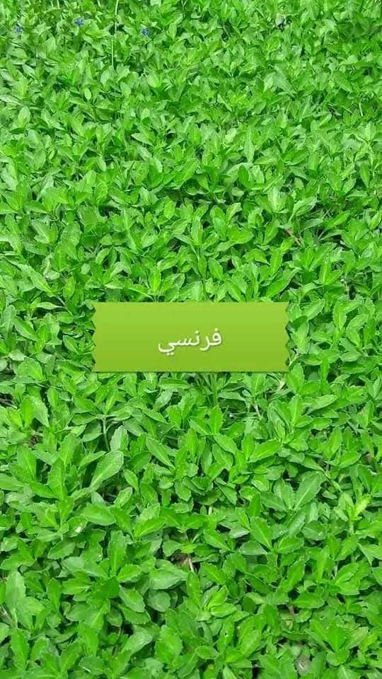 🌳 ثيل طبيعي من أجود الأنواع.. خضرة تدوم وأناقة تبهج! 🌳
مناسب للاستخدام في:

🏡 المنازل | 🌿 الحدائق | ⚽ الملاعب | 🏢 الدوائر | 🏗️ المشاريع الاستثمارية

🟢 أنواع متوفرة لدينا:

فرنسي – إيطالي – أمريكي – هندي – إسباني – إنكليزي

💚 نوعيات ممتازة بأسعار مناسبة جداً

📦 وقابل للتفاوض للكميات الكبيرة

✅ تجهيز كميات كبيرة للمشاتل والملاعب

✅ كادر متخصص بالزراعة والتركيب السليم

✅ نوصل لك لباب البيت، بأسرع وقت!

📞 للحجز أو الاستفسار تواصل معنا الآن

***********

***********

#ثيل_طبيعي #خضرة_دائمة #زراعة_ثيل #ملاعب #مشاتل #أسعار_تنافسية
