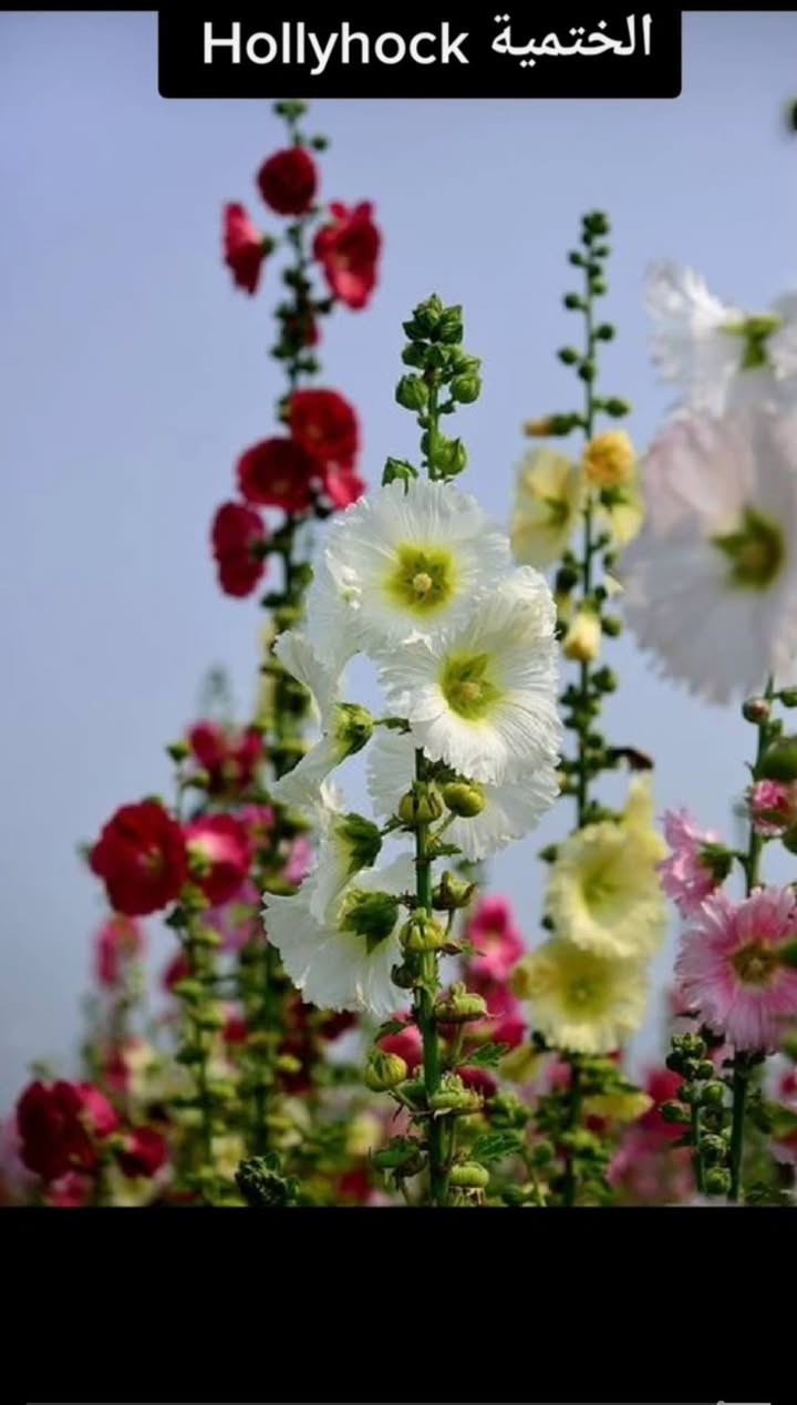 متوفر بذور ورد الختمة وورد المساء للحجز خاص كمية محدودة 🪻🌹🌺🌸


**إذا كنت صاحب هذا الإعلان وتريد حذفه لأي سبب، رجاءا أرسل رسالة إلى الدعم الفني**