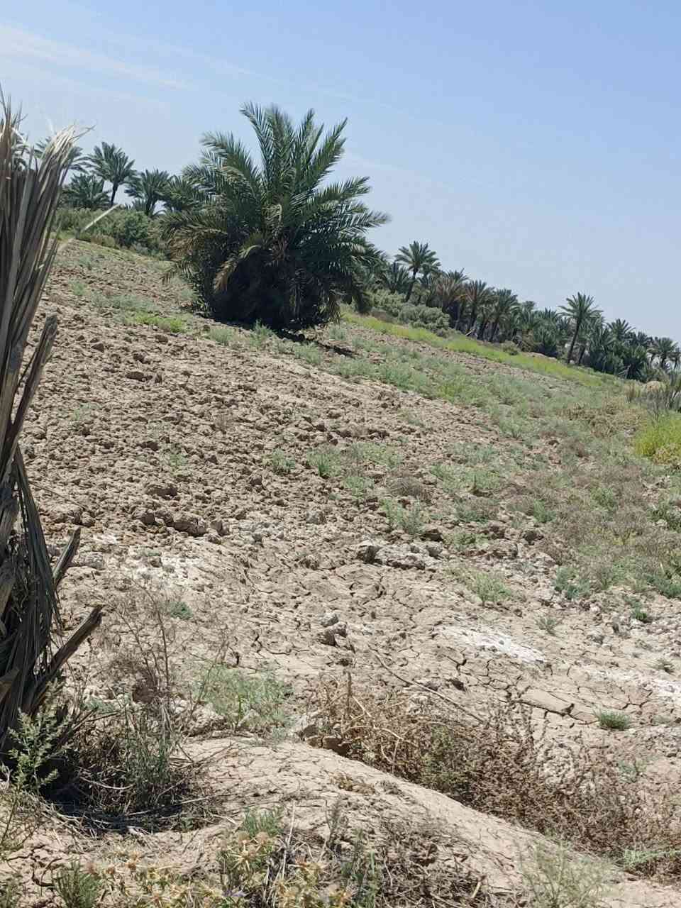✅للبيع ارض زراعية سند 25
✅المساحة7 دونمات 
✅واجهه 100 متر
✅ مداور بسم المشتري مباشر 
✅وتتوفر أيضا حصه ماء سقي من جهتين 
📍منطقة البونايل الخميسيه 
✅ تبعد عن شارع التبليط 100 متر
✅ الاتصال على الارقام 
☎️ ***********  
☎️***********
♦️أبو سجاد للعقار 
 ✅للاستفسار اكثر مراجعة مكتب الساقي للعقار 📍الإسكان شارع مستشفى الحسين قرب جامع ✅طالب شيال 📍

