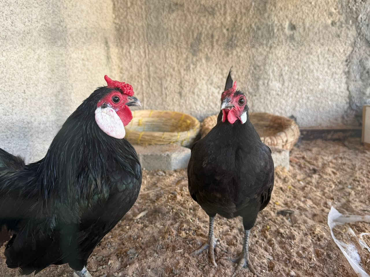 سلام عليكم زوج بلتم  بصحه جيده الدجاجه جانت كاركه  وحاليا كاطعه ب90


**إذا كنت صاحب هذا الإعلان وتريد حذفه لأي سبب، رجاءا أرسل رسالة إلى الدعم الفني**