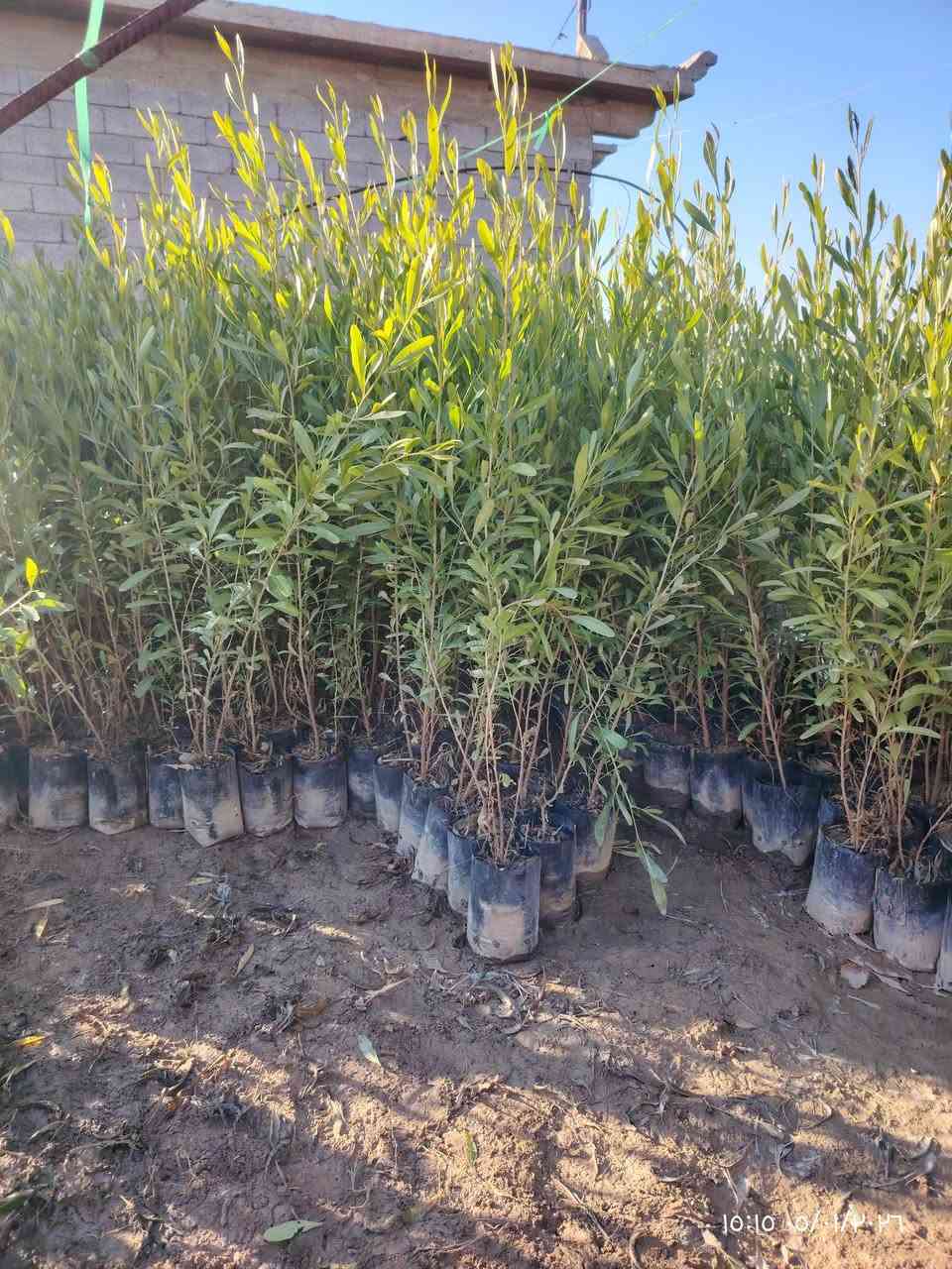 السلام عليكم..
اشجار كالبتوس سعر 1000دينار

اس بغداد سعر 500دينار

رمان حلبجة شرط  سعر 4000 دينار

المكان قرية شنــــــــــف 
***********
