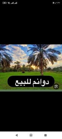 حله شوملي • ١٠٠دونم • واجهة ٢٥٠م