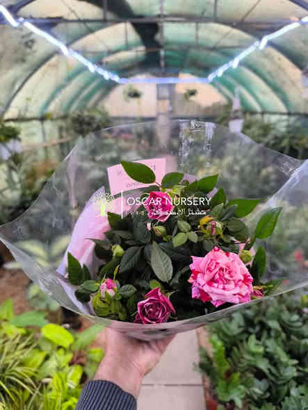 جوري هولندي 

📍 زورونا في موقعنا:
مشتل الأوسكار – حي الحنانة – شارع نجف _ كوفة
(مقابل غرفة تجارة النجف و فريندز كافيه ومطعم شريف– مجاور متنزه الحنانة العائلي)

🕗 أوقات الدوام:
من 8:30 صباحاً إلى 8:00 مساءً

📞 للطلب والاستفسار:
*********** – ***********
(اتصال / واتساب / مراسلة عبر فيسبوك)
 متوفر دفع  زين  كاش ومتوفر ماستر  

🚗 يتوفر توصيل داخل النجف
موجودين في تطبيق توترز لبعض المواد الزراعية 

أهلاً وسهلاً بكم دائماً في مشتل الأوسكار 🌹🌹🌹
