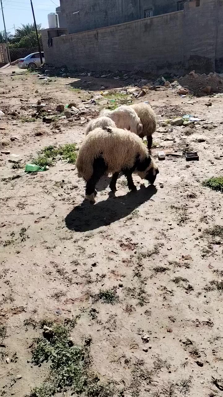 4 طليان حلوات يرهمن ربط ويرهمن كصابه على كل عيب ناصحات شراي يتصل ويدلل ***********
