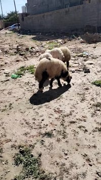 4 طليان حلوات يرهمن ربط ويرهمن كصابه على كل عيب ناصحات شراي يتصل ويدلل...