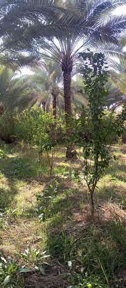 السلام عليكم عندي دايه نومي حامض مركب الاصلي العدد 50عود مكاني كربلاء الحسينيه ***********
