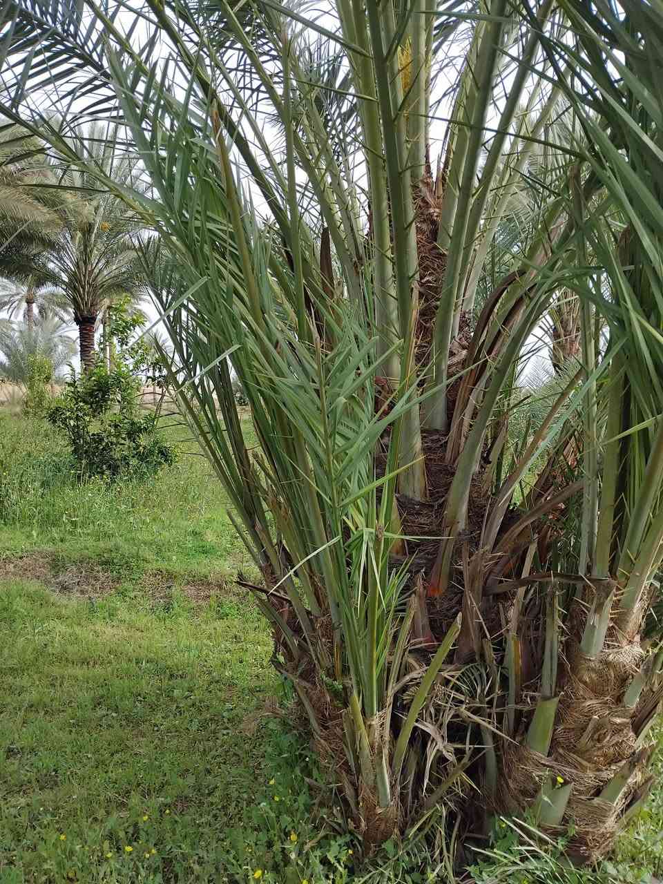 السلام عليكم يوجد تال زاهدي للبيع سعر التاله 10 مشلوع وكامل اي استفسار تواصل خاص او الاتصال على رقم ***********
