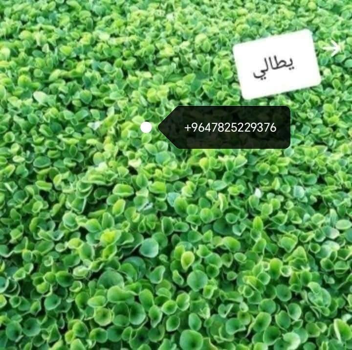 مزارع  الشمال للثيل الطبيعي 🍀
متوفر كافة انواع الثيل 🍀
( امريكي - الهندي - الايطالي - الفرنسي )
لتجهيز... مشاتل🌴
والدوائر حكوميه🏦
منازل🏡 
منتزهات🏄
موجود خدمة توصيل 🚕
لكل محافظات العراق 🚕
للطلب يرجى التواصل مع الصفحة او مراسلة واتساب او الاتصال على :
***********
