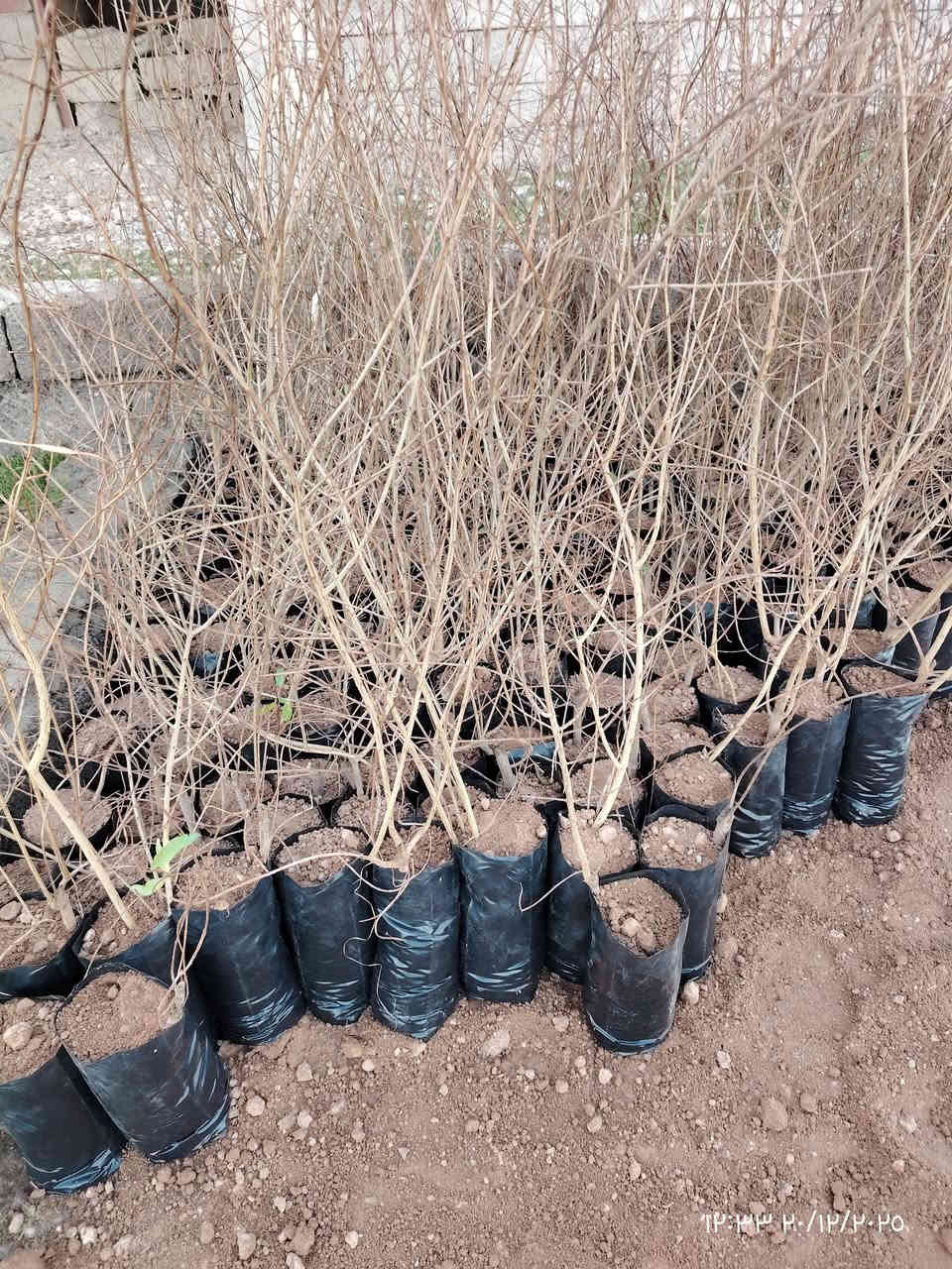 متوفر اشجار رمان حلبجة قلع جديد  احجام مختلفة
المكان قرية شنــــــــــف 
رقم الهاتف ***********
