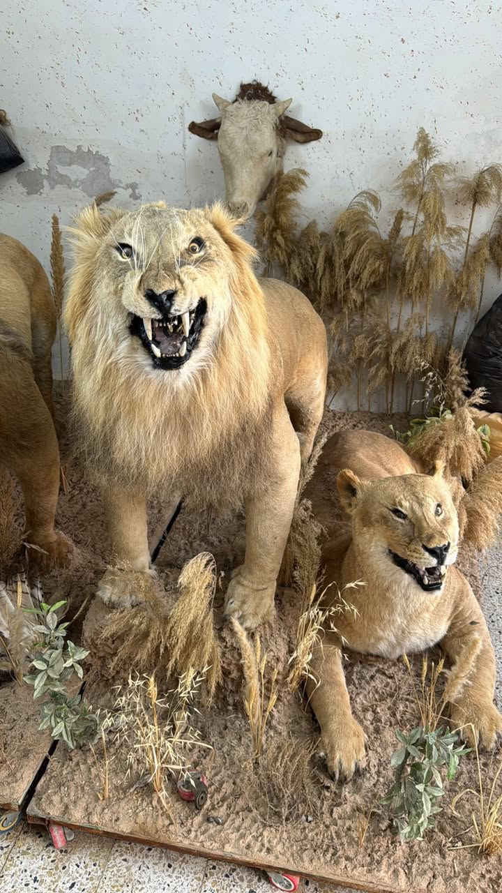 عطاريات سيد حيدر البيع كافة المحنطات


**إذا كنت صاحب هذا الإعلان وتريد حذفه لأي سبب، رجاءا أرسل رسالة إلى الدعم الفني**