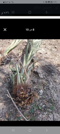 فسائل • خضراوي • عمارة ميسان